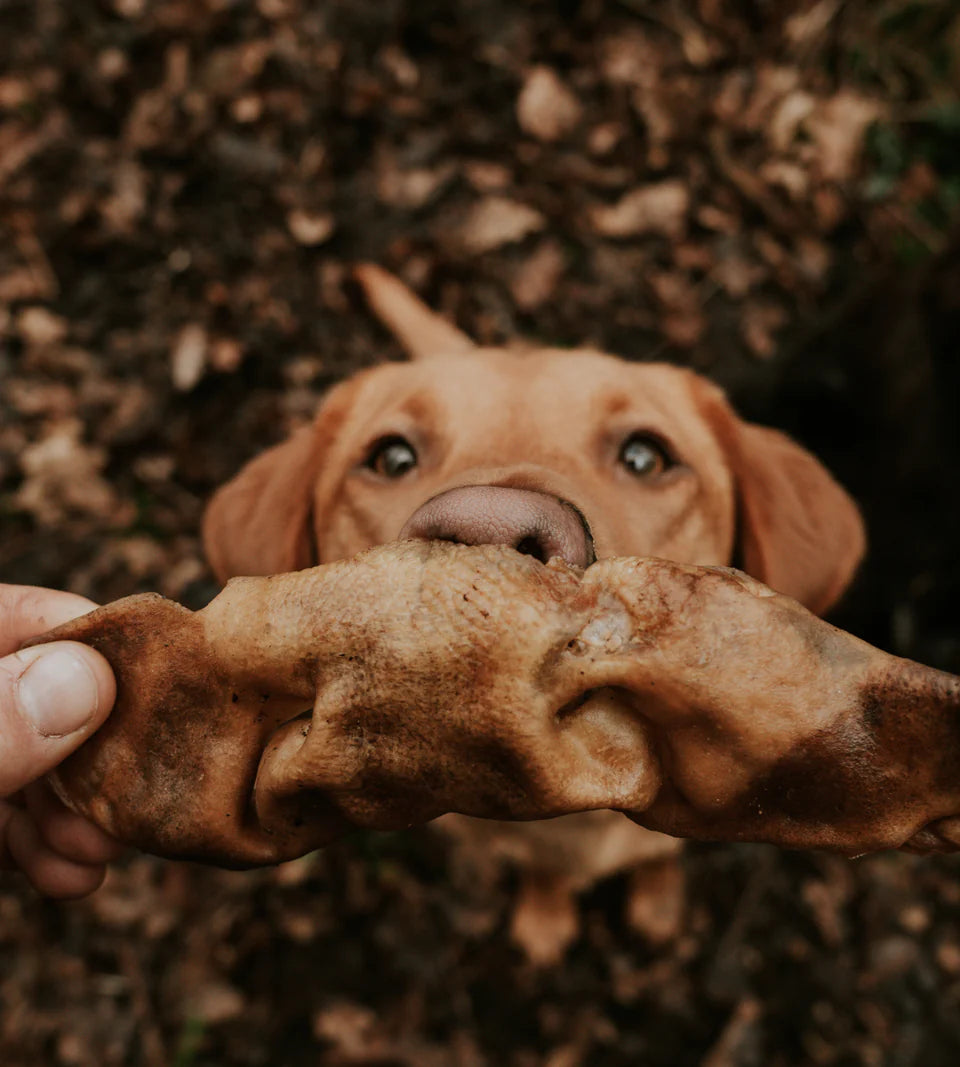 Anco Bully Snouts- Natural Dog Treat