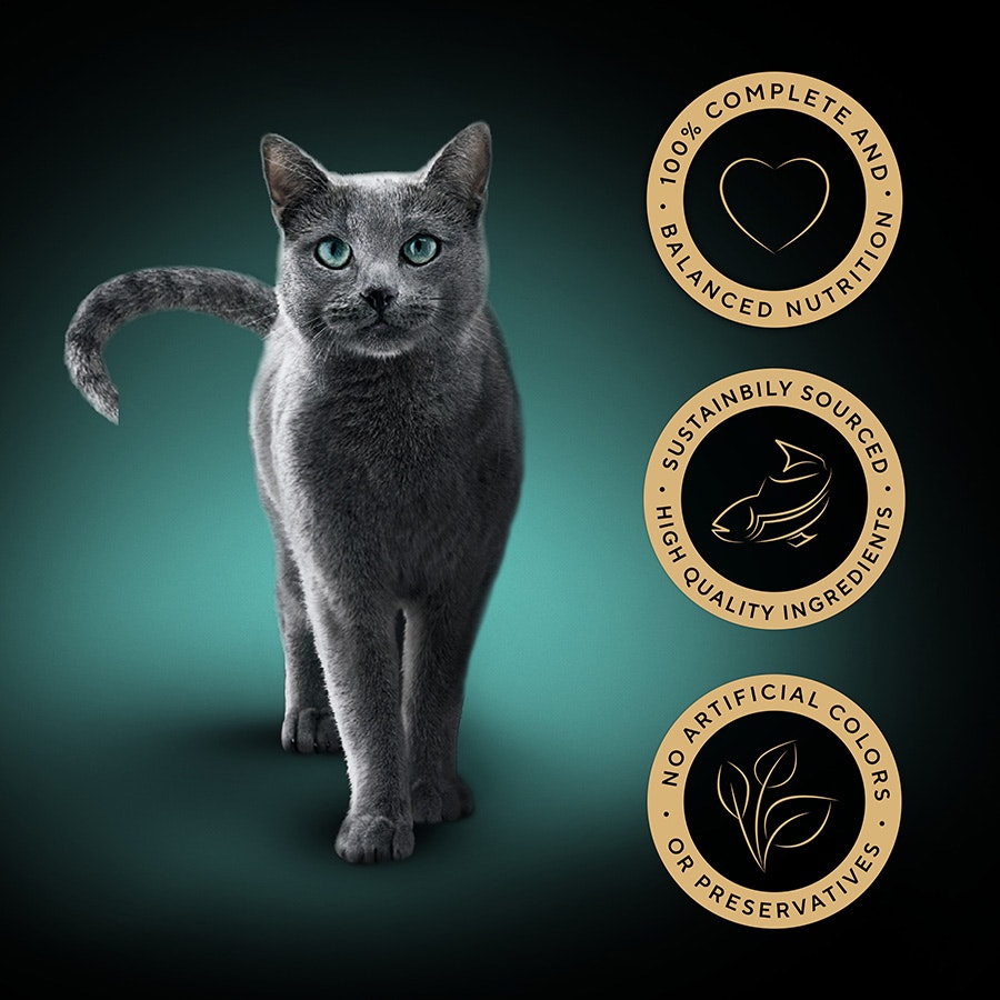 Sheba Classics Wet Cat Food Tray Salmon in Terrine 85g (Pack of 22)