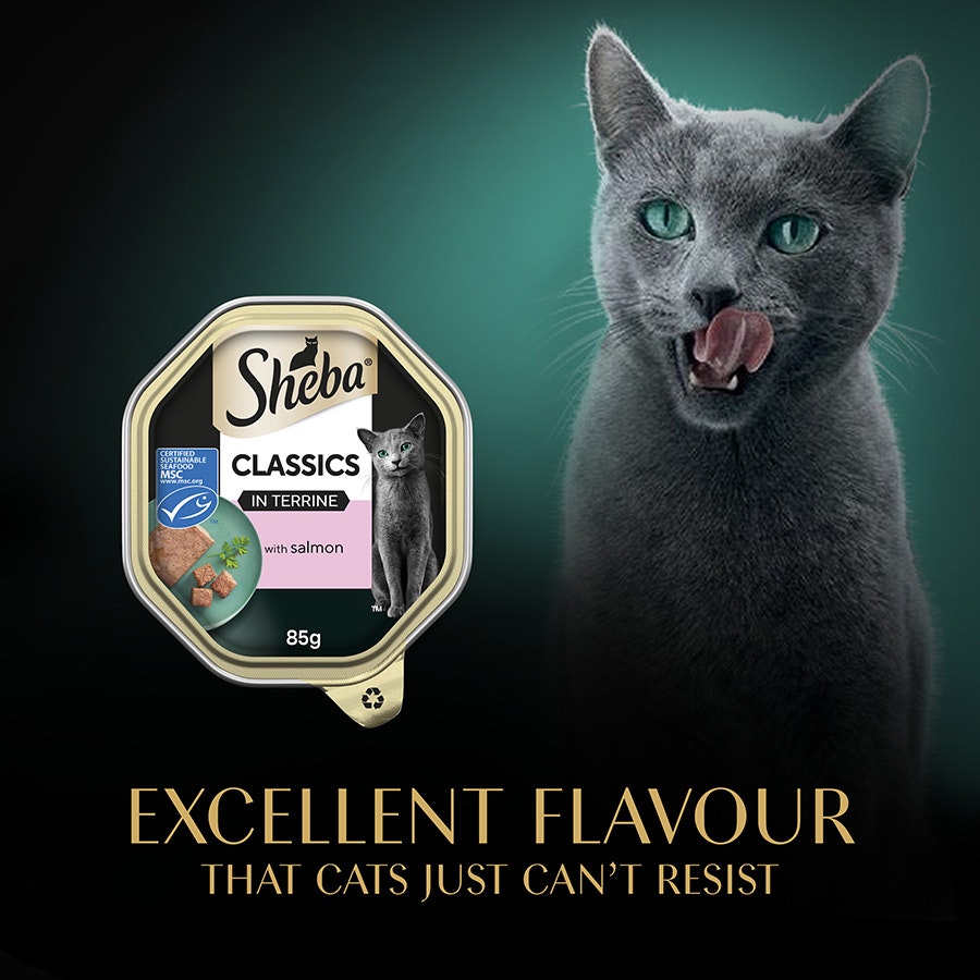 Sheba Classics Wet Cat Food Tray Salmon in Terrine 85g (Pack of 22)