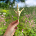 Puffed Chicken Feet - Natural Dog Treat